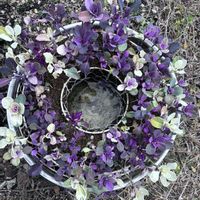 ルッコラ,芽キャベツ,ビオラ　おかめももか,おかめももか,武器ではなく花をの画像