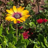 ガザニア,菜の花,百日草,夕焼け,ありがとう♡の画像