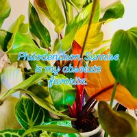 フィロデンドロン,森林浴,熱帯植物,癒しの空間,寒さに負けるなの画像