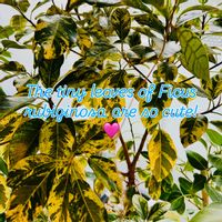 フィカス,フィカス・ルビキノーサ,森林浴,熱帯植物,癒しの空間の画像