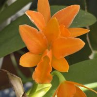 カトレア ヤンミンオレンジ,Rth.young-Min Orange,洋蘭,開花中,オレンジ色の花の画像