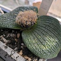 リトープス,マッソニア　ロンギペス,多肉植物,花のある暮らし,大丈夫かな？の画像