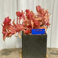 火祭りの光,多肉植物,クラッスラ,放置,庭の画像