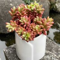 オーロラ,多肉植物,多肉植物寄せ植え,お花は癒し,花が好き❤の画像