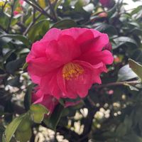 シャコバサボテン,ヒヤシンス 水耕栽培,寒椿,デンマークカクタス(シャコバサボテン),寒椿(カンツバキ)の画像