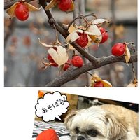 ツルウメモドキ,ツルウメモドキ(蔓梅擬),おきにいり ♡の画像