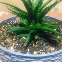 アロエ,十二の巻,子株？,リビング・ダイニングの画像