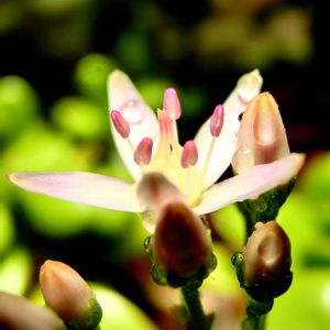 花言葉,山野草,花のある暮らし,われら17年組の画像