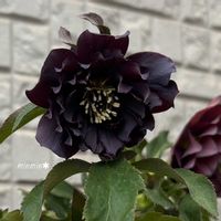 クリスマスローズ,ガーデニング,咲いた！,花のある暮らし,クリスマスローズ・ダブルの画像