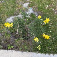 エニシダの画像