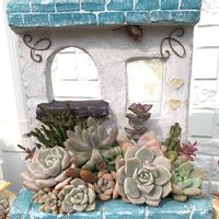 エケベリアいろいろ,多肉植物,多肉植物寄せ植え,多肉寄せ植え,エケベリア属の画像