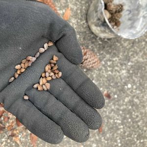 マツ,盆栽,初心者,種から,超初心者の画像