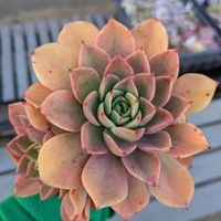 アイスピンキー@,多肉植物の画像