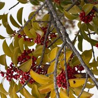 クロガネモチの画像