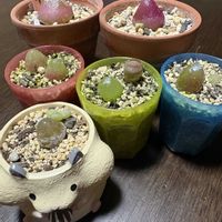 ブルゲリ,多肉植物,花のある暮らし,多肉植物のある暮らし,お花好きの人と繋がりたいの画像