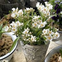 ヘリクリサム ローズビューティー,ベランダガーデン,シェードガーデン,半日陰のベランダ,マンション暮らしの画像