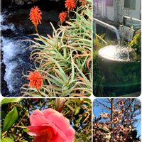 アロエ,ウメ,パキラ,ミルクブッシュ,つばきの画像