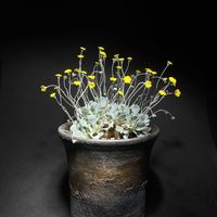 オトンナ,オトンナ・カカリオイデス,塊根植物,小さな花,オトンナ属の画像