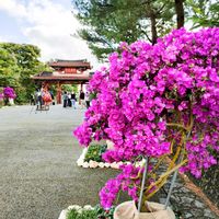 ブーゲンビリア,沖縄,首里城公園,首里城の画像