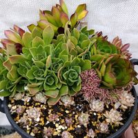 七宝樹,いろいろ,Kodamaマクドガリー,アエオ達。,ハオルチア丼。の画像