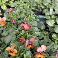 家庭菜園の画像