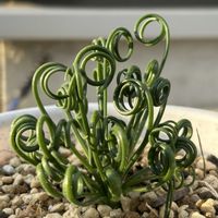 アルブカ スピラリス,多肉植物,観葉植物,ビザールプランツの画像