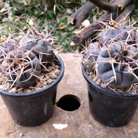 守金魔天竜,守金魔天竜,ギムノカリキウム属,ギムノカリキウム属,珍奇植物の画像