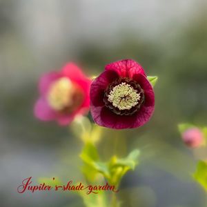 クリスマスローズ,加藤農園 クリスマスローズ,ナチュラルガーデン,ジャンクガーデン,シェードガーデンの画像