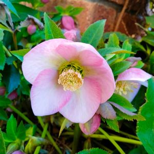 クリスマスローズ,クリスマスローズ,クリスマスローズ サクラピンク,地植え,ガーデニングの画像