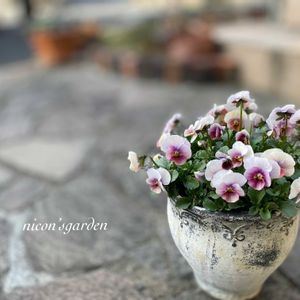 ビオラ,ガーデニング,NO GREEN  NO LIFE,植物中毒,ピーチランドの画像