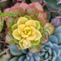 レティジア,マジックジャムゴールド .,多肉植物,多肉花壇,多肉女子の画像