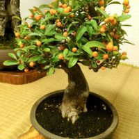 オリーブ,オリーブの実,金豆(キンズ),キンズ,大府盆梅展の画像