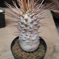 パキポディウム・ナマクアナム　,パキポディウム・ナマクアナム　,アズテキウム　紅籠,アズテキウム　紅籠,パキポディウム属の画像