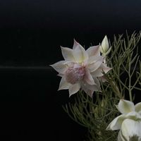 セルリア,セルリア プリティーピンクの画像