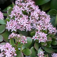 カネノナルキ,コノテガシワ,デージー,ハナカンザシ,カラスノエンドウの画像