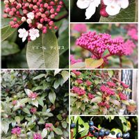 ビバーナム ティヌス,鉢植え,꒰ღ˘◡˘ற꒱かわゅ~,花のある暮らし,小さなお花の集合体の画像