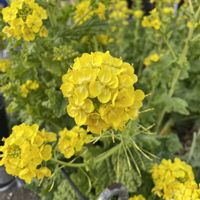 ナノハナ,花のある暮らし,今日のお花,平和を願う☆,植物がある暮らしの画像