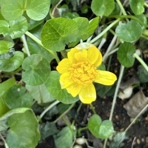 ヒメリュウキンカ,プランター,早春の花,我が家の花の画像