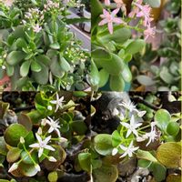 カネノナルキ,カネノナルキ,ボケ,ボケ,花月の画像