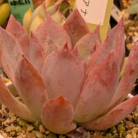 リンゼアナ,多肉植物,葉挿し,リメ缶,多肉寄せ植えの画像