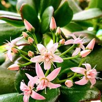 カネノナルキ,金のなる木,多肉植物,かわいい,ピンクの花の画像