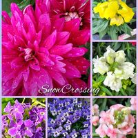 ダリア,デュランタ,ビオラ,きんぎょそう,面白シルバー川柳の画像