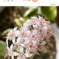 カネノナルキ,可愛らしい,花のある暮らし,過去picの画像