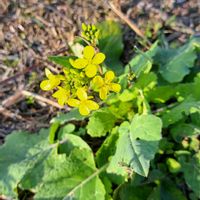 ナノハナ,ダイコン,タンキリマメ,つばき,キラカスウリの画像