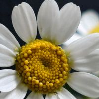 マトリカリア,繋がりに感謝✨,イーオンナ美人の日,❄️冬にまけるな❄️,火曜はマクロの発表会の画像