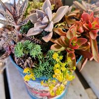 カネノナルキ,火祭り,十二の巻,不死鳥,大人の着せ替え人形の画像