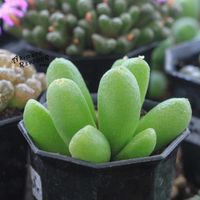 メセン,コノフィツム属,タニラー,その他部屋の画像