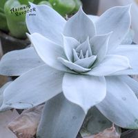 ダドレア,タニラー,ダドレア属,その他部屋の画像