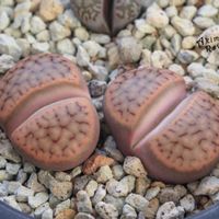 メセン,リトープス属,タニラー,リトープス✧,その他部屋の画像