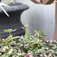 クローバー,クローバー(しろつめくさ),マイガーデン,癒し,小花会の画像